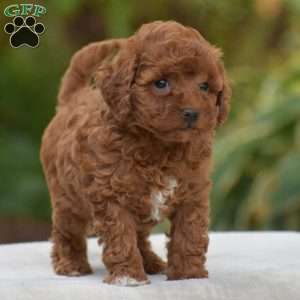 Kendra, Miniature Poodle Puppy